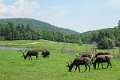 Parc Omega Creatures